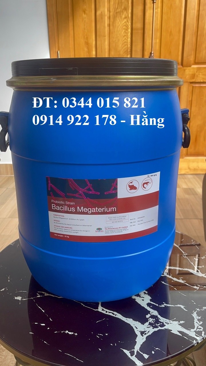 megaterium 20 tỉ.jpg