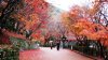Co-do-Kyoto.jpg