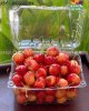 hop-nhua-dung-cherry-16.1.jpg