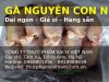 gà nguyên con 1.jpg