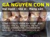 gà nguyên con 1.jpg